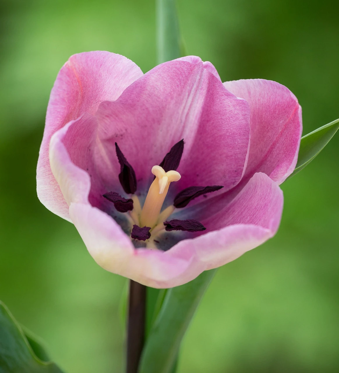 Crème De Cassis Tulip Mix - Image 5