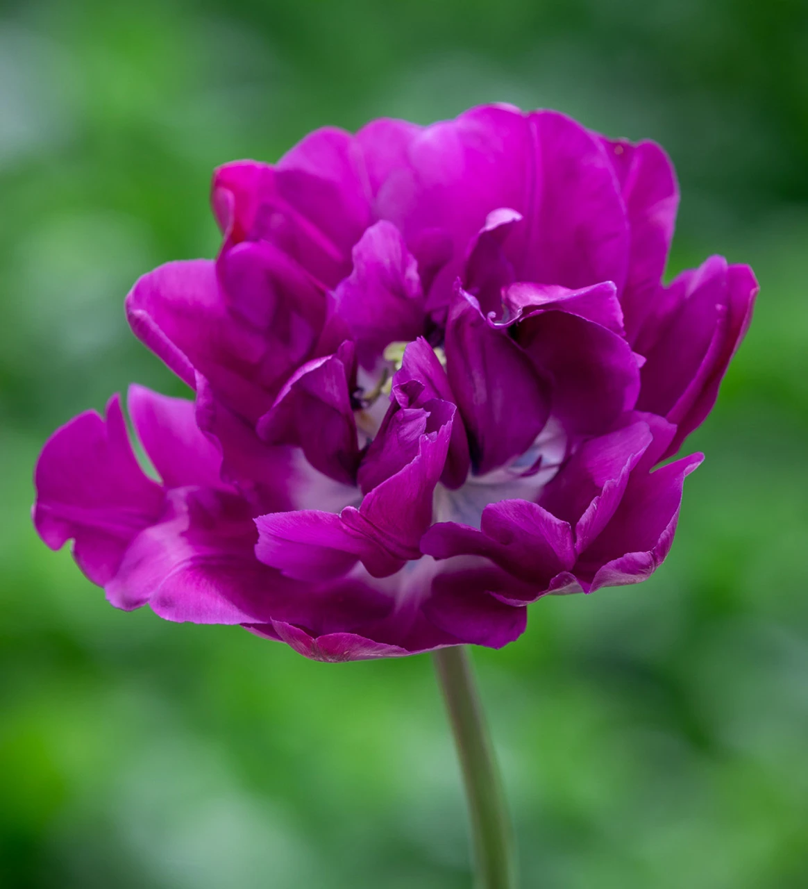 Crème De Cassis Tulip Mix - Image 6