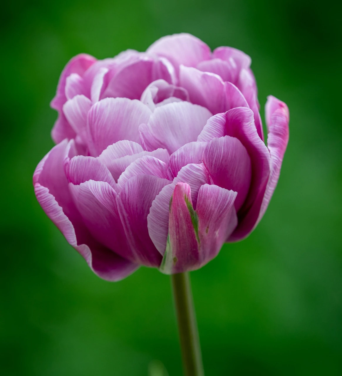 Crème De Cassis Tulip Mix - Image 7