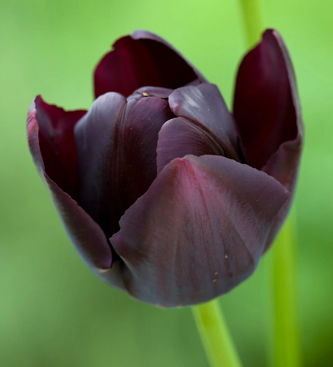 Crème De Cassis Tulip Mix - Image 8