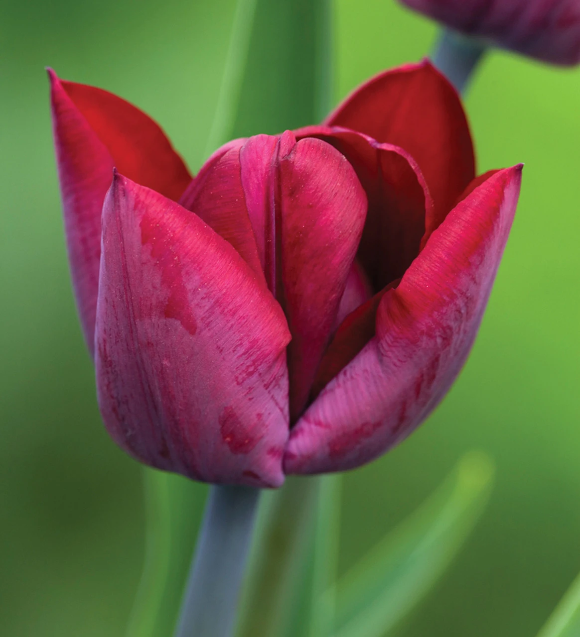 Crème De Cassis Tulip Mix - Image 9