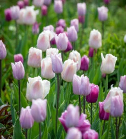 Pink Moonlight Tulip Mix