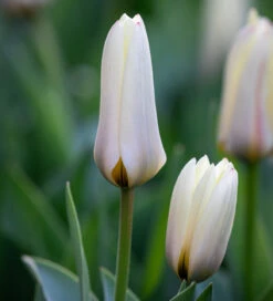 Tulip 'Concerto'