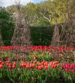 The Classic Dutch Tulip Mix
