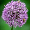 Allium 'Gladiator'