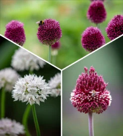 Miniature Jewels Allium Collection