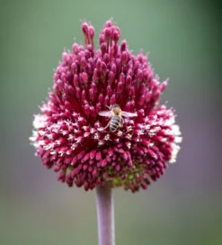 Allium 'Red Mohican'