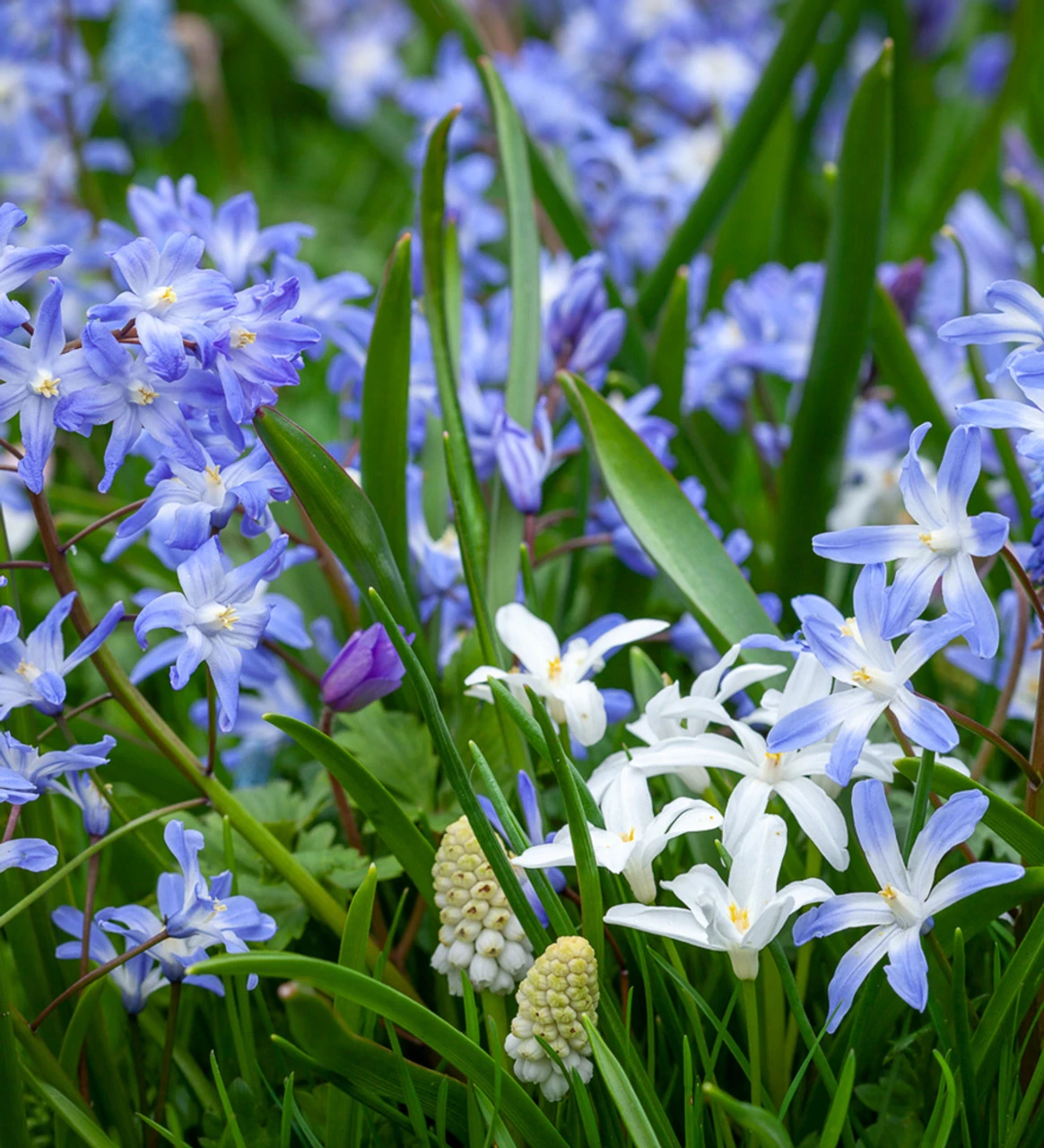 Aegean Blue Bulb Collection