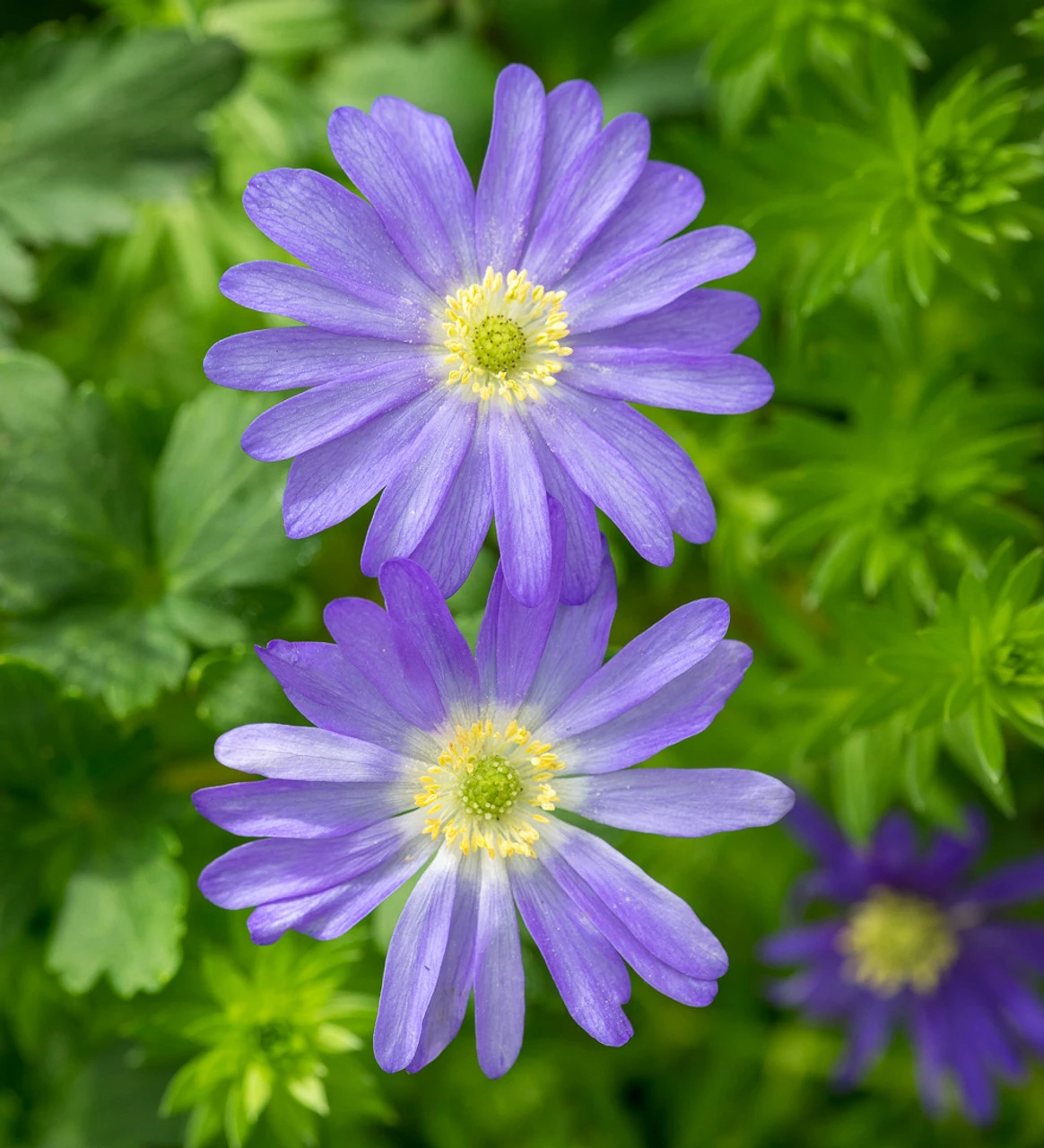 Aegean Blue Bulb Collection - Image 2