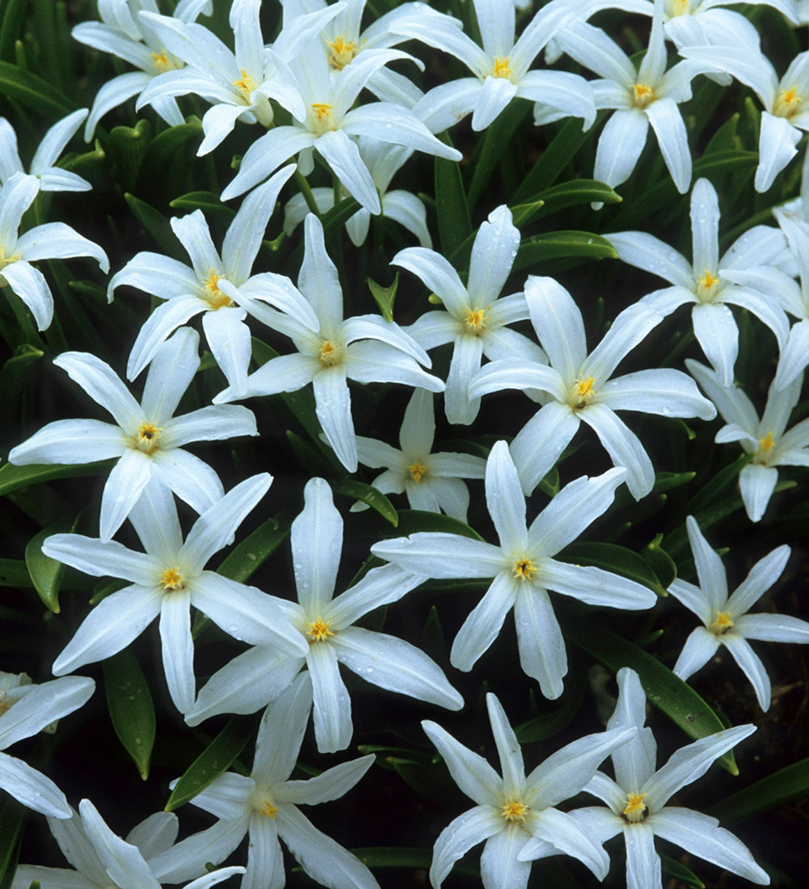 Aegean Blue Bulb Collection - Image 3