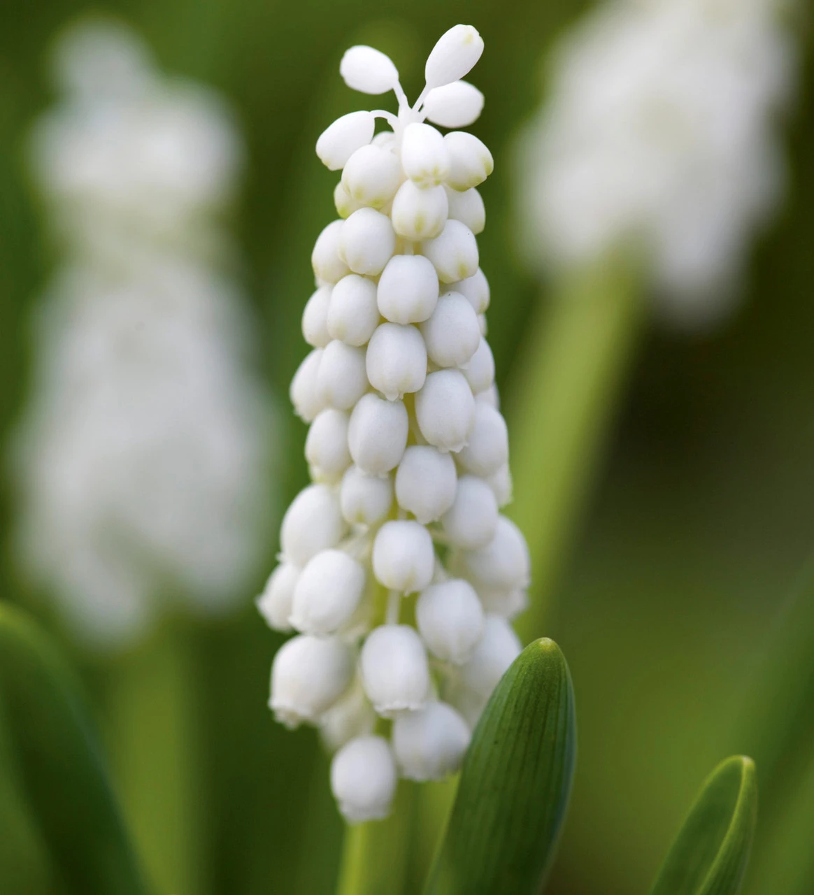 Aegean Blue Bulb Collection - Image 4