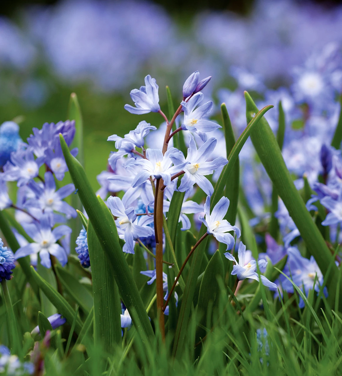 Aegean Blue Bulb Collection - Image 5