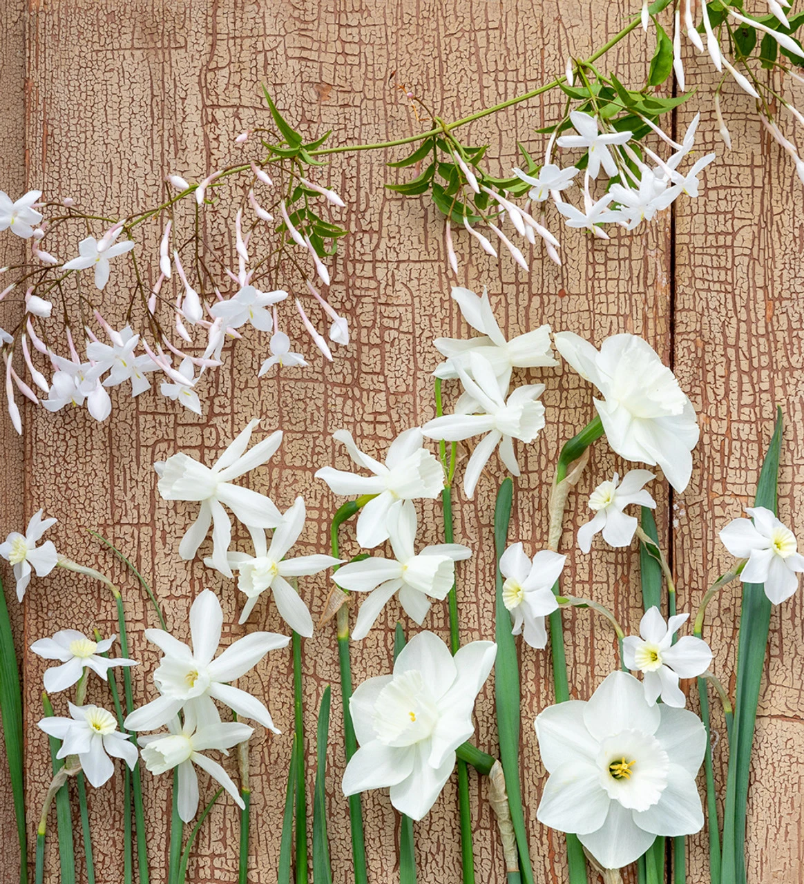 Scented White Narcissus Collection
