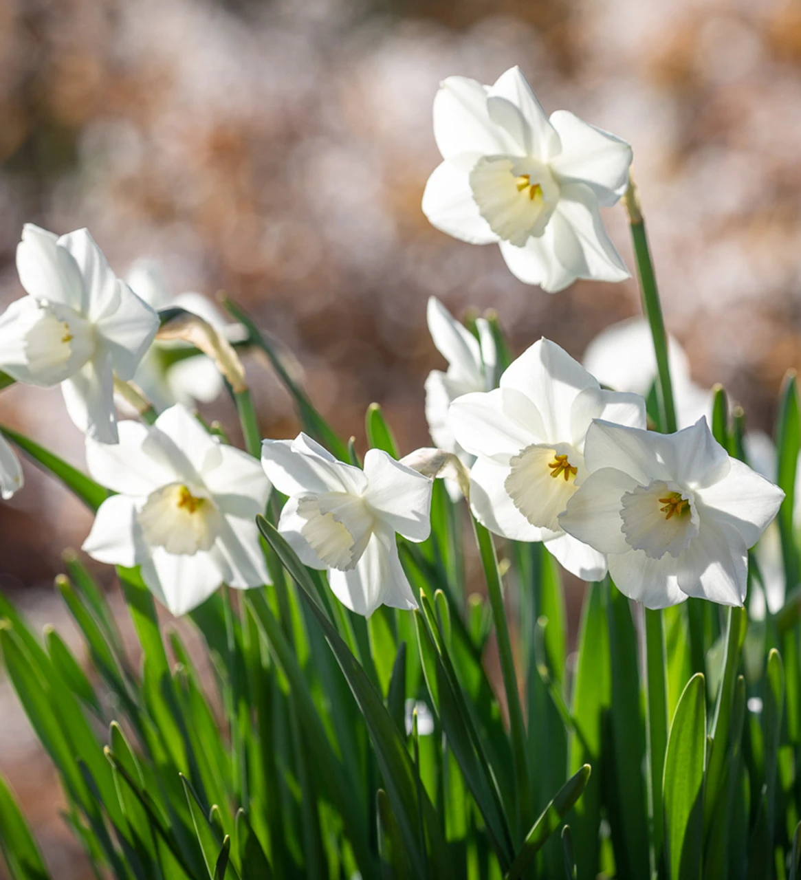 Scented White Narcissus Collection - Image 3