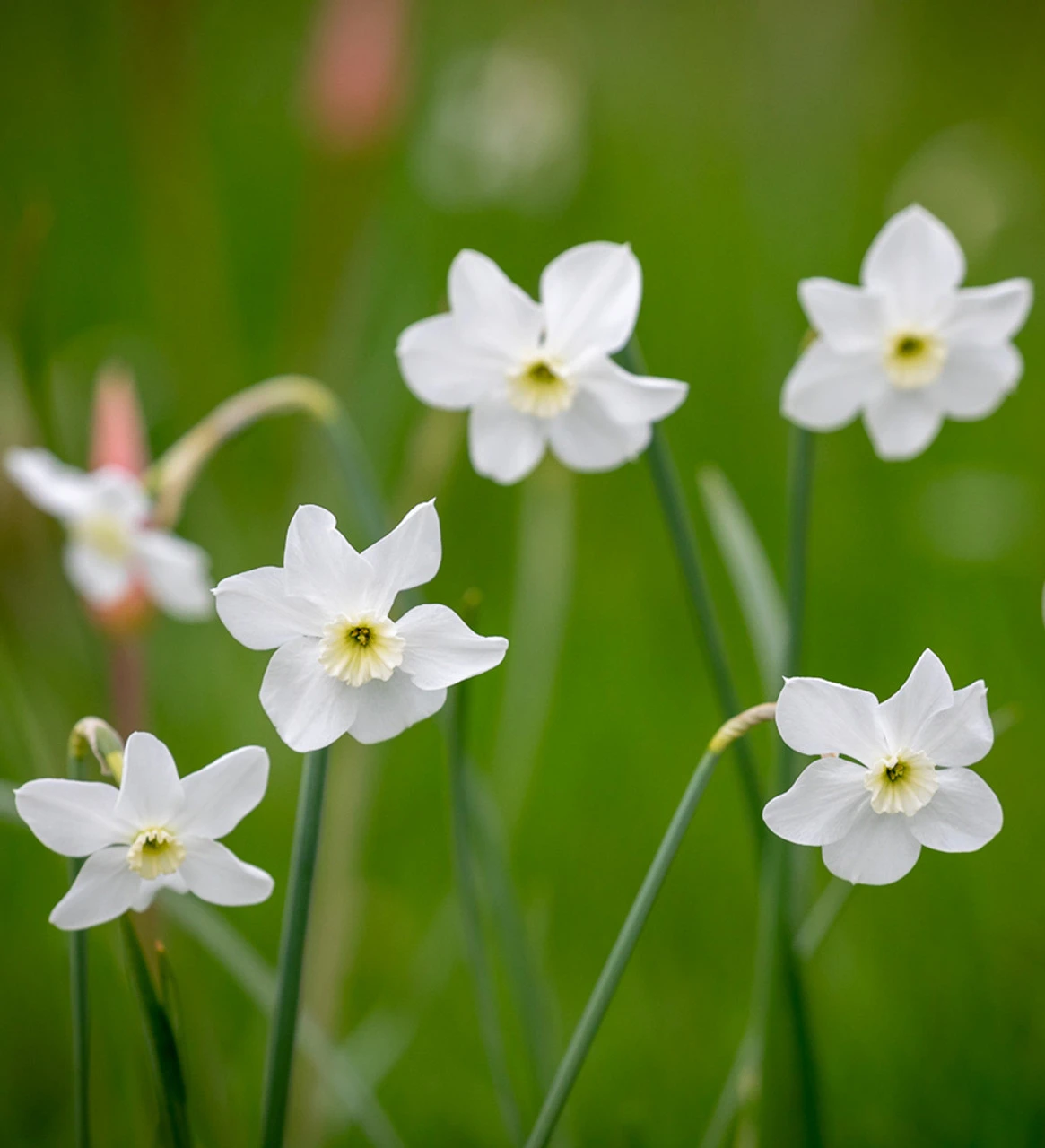 Scented White Narcissus Collection - Image 5