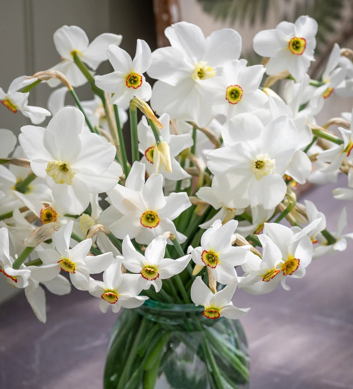 Pheasant's Eye Narcissus Collection