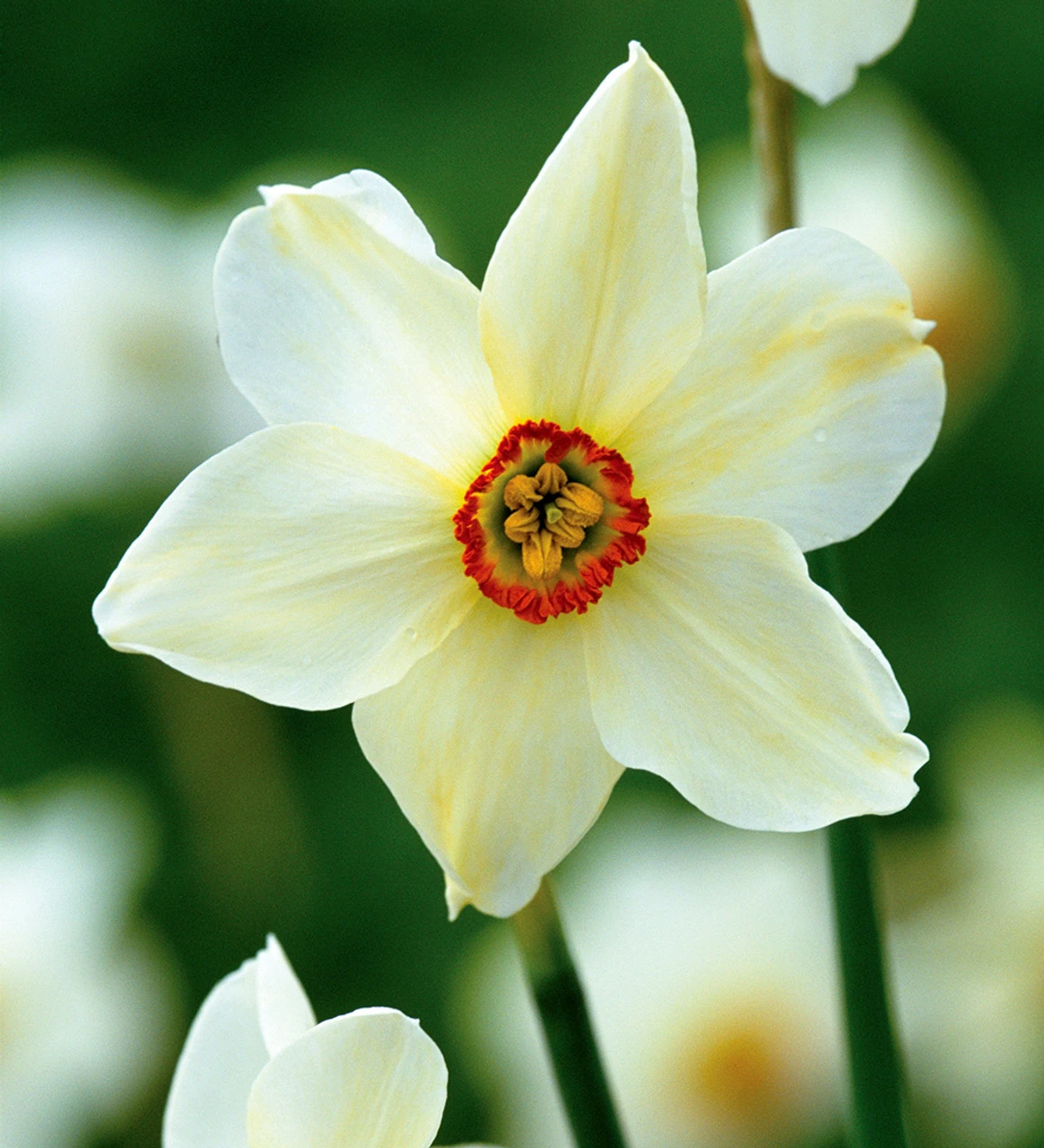 Pheasant's Eye Narcissus Collection - Image 3
