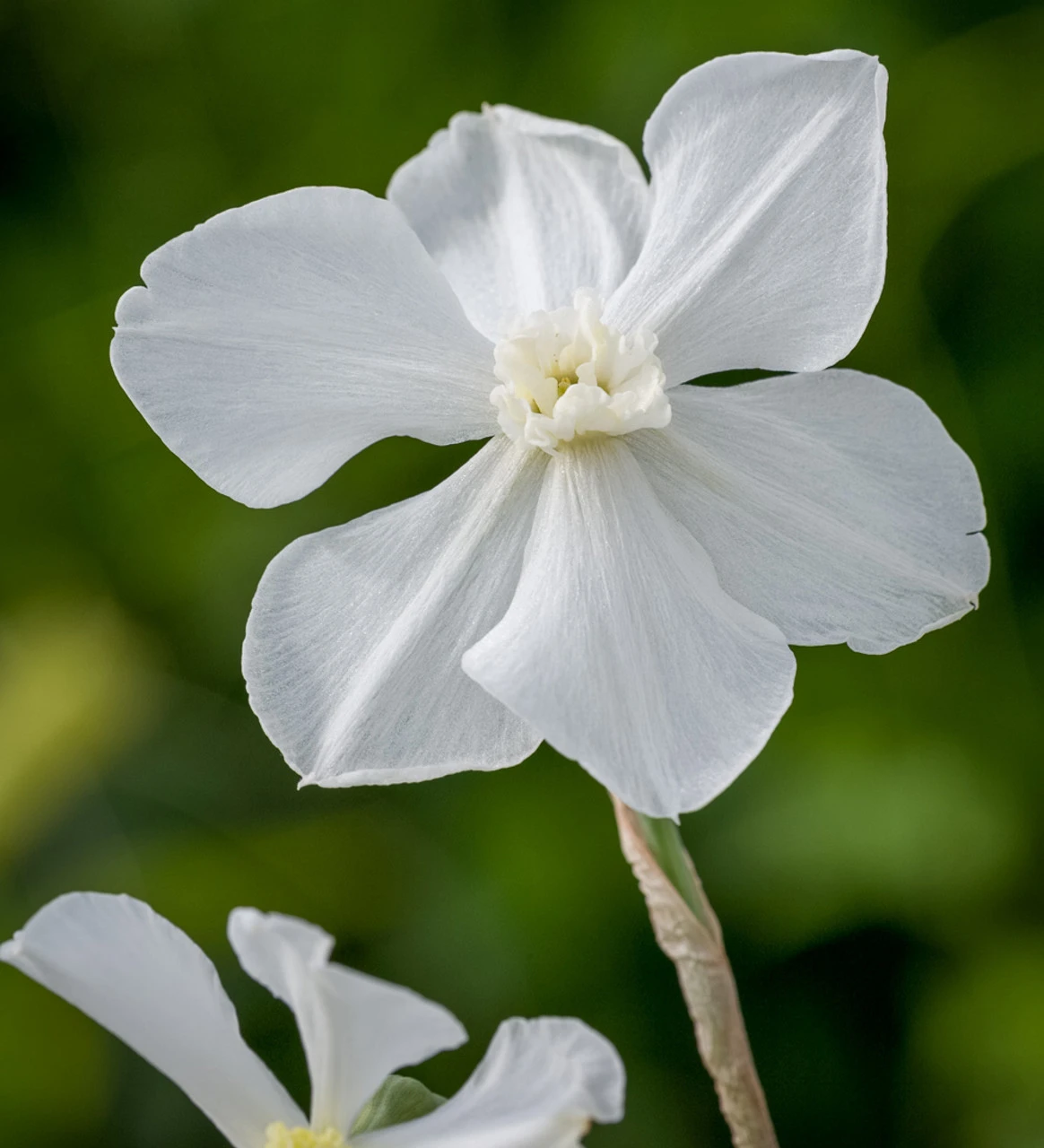 Pheasant's Eye Narcissus Collection - Image 4