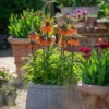 Fritillaria Imperialis 'Sunset'