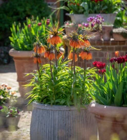 Fritillaria Imperialis 'Sunset'