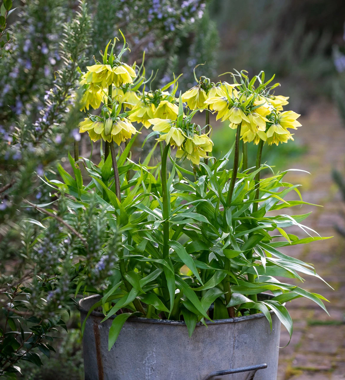 Fritillaria Imperialis 'Early Sensation'