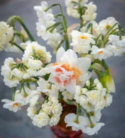 Romantic Narcissus Collection