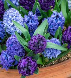 Amethyst And Sapphire Hyacinth Collection