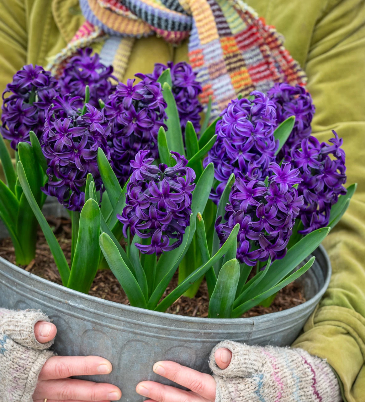 Amethyst And Sapphire Hyacinth Collection - Image 2