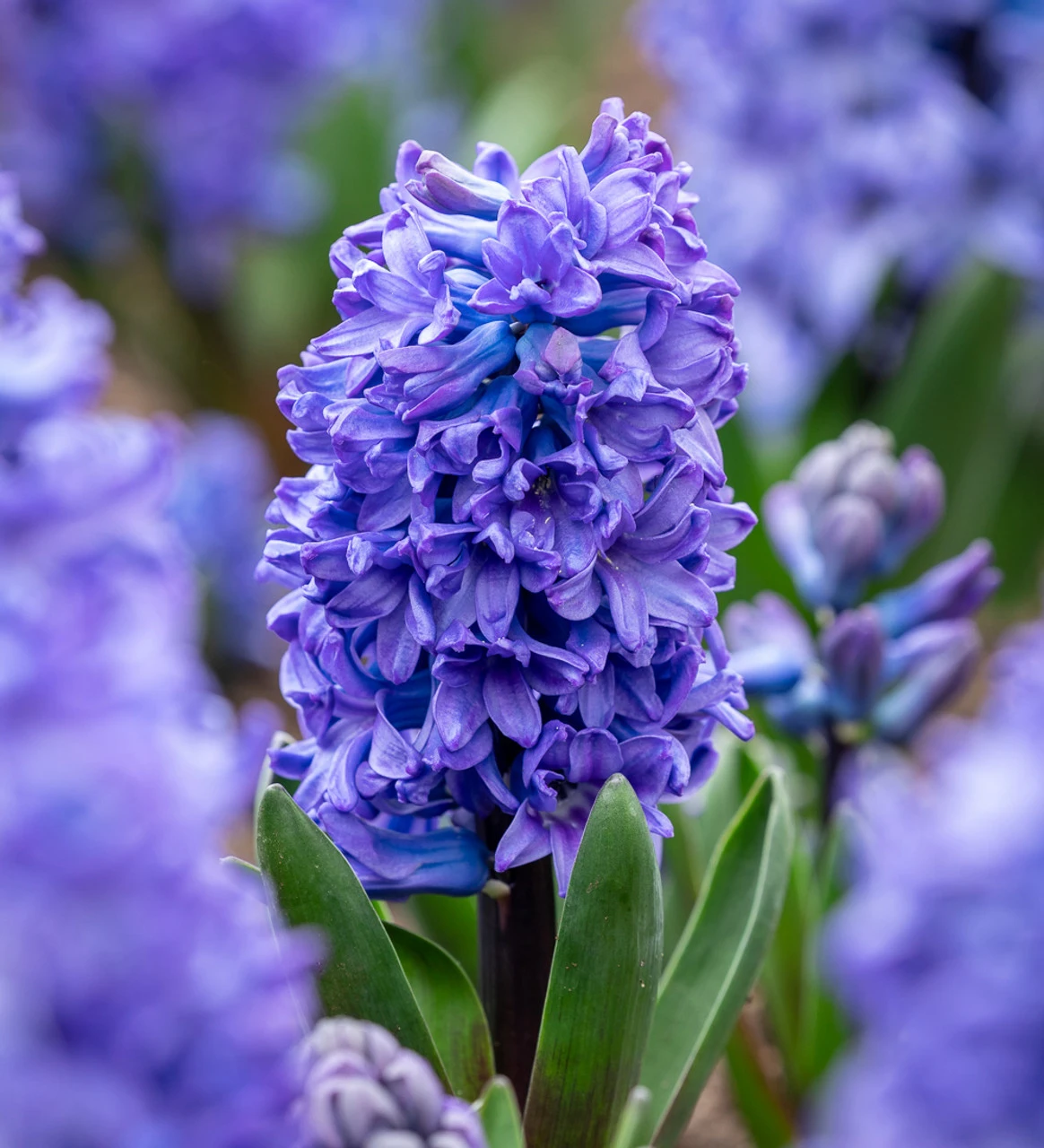 Amethyst And Sapphire Hyacinth Collection - Image 3