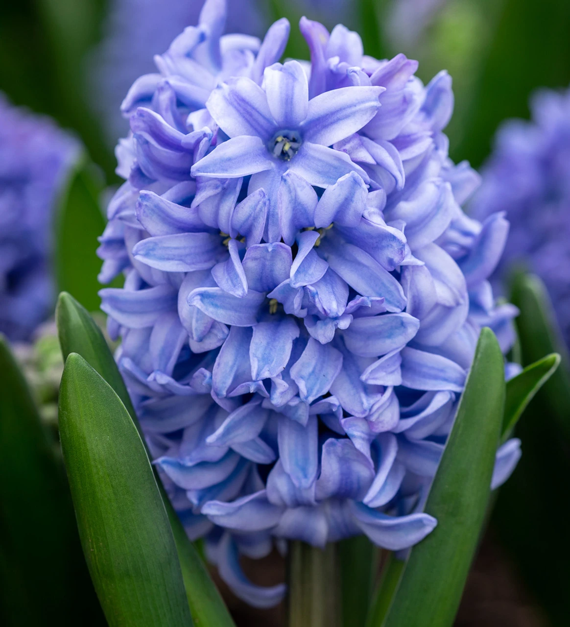 Amethyst And Sapphire Hyacinth Collection - Image 4