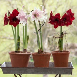 Sarah's Favourite Amaryllis Collection
