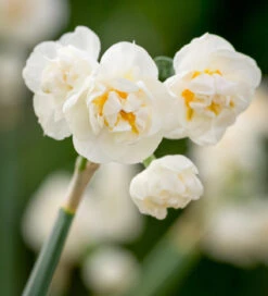 Narcissus 'Erlicheer'
