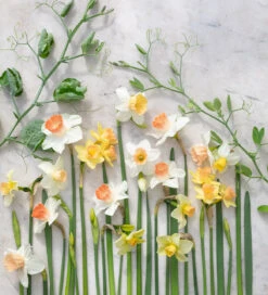 Softly Scented Narcissus Collection