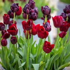 Venetian Reds Tulip Mix