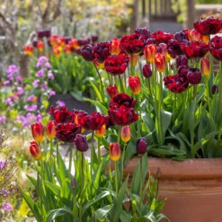 Satin Tulip Collection