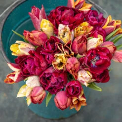 Teal Bucket Tulip Collection