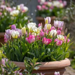 Long-flowering Tulip Collection