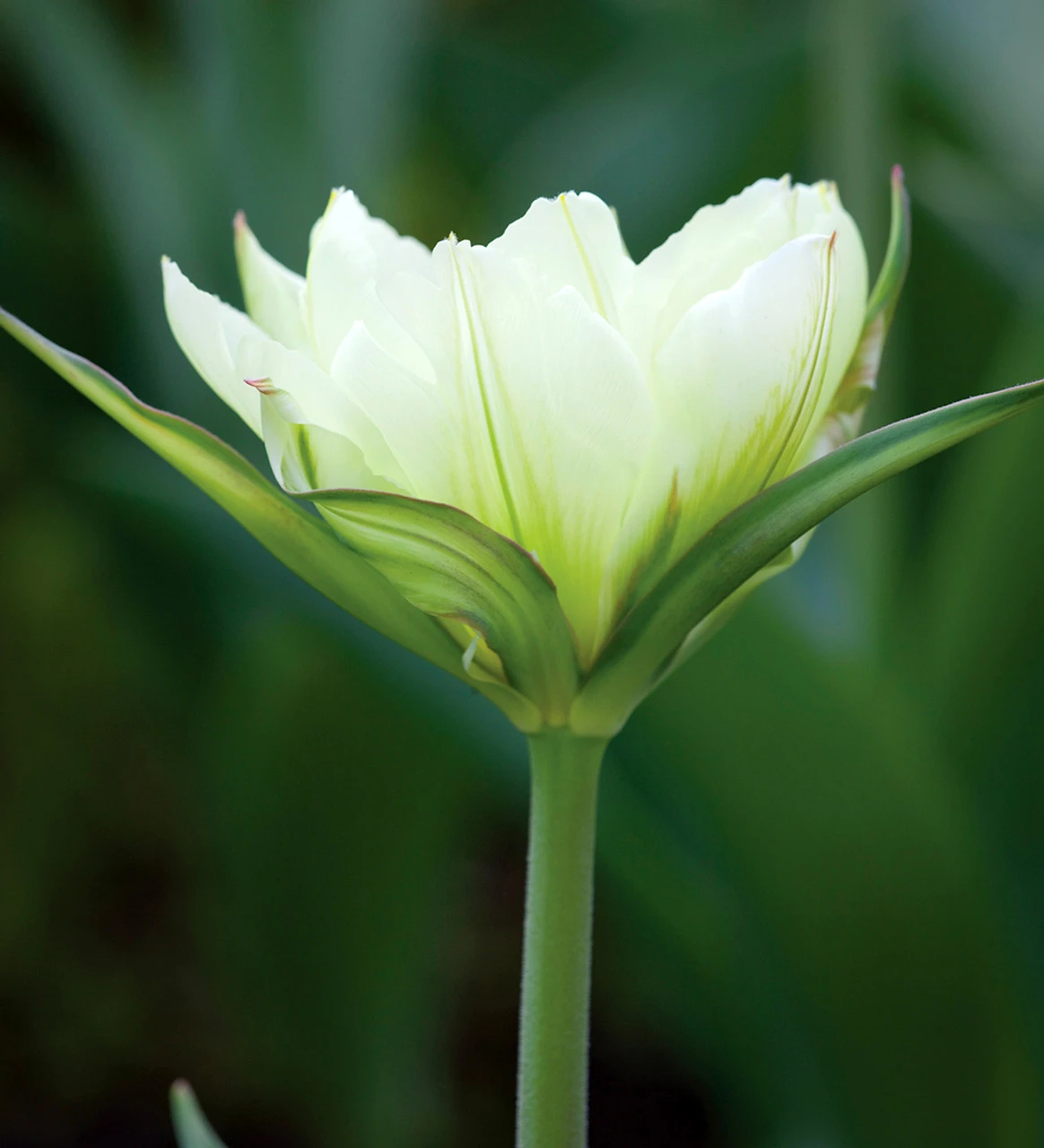 Long-flowering Tulip Collection - Image 3