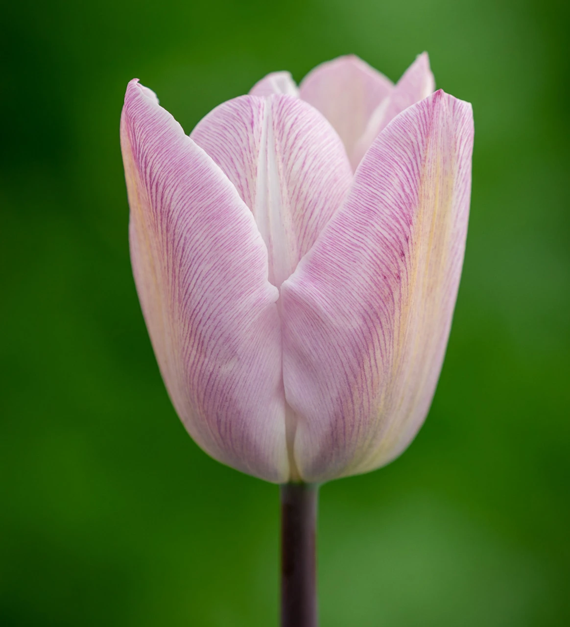 Long-flowering Tulip Collection - Image 4