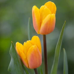 Tulip 'Bellville'