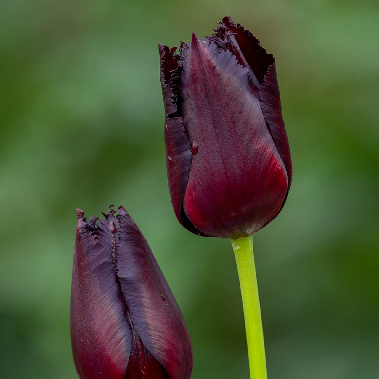 Tulip 'Vincent Van Gogh'