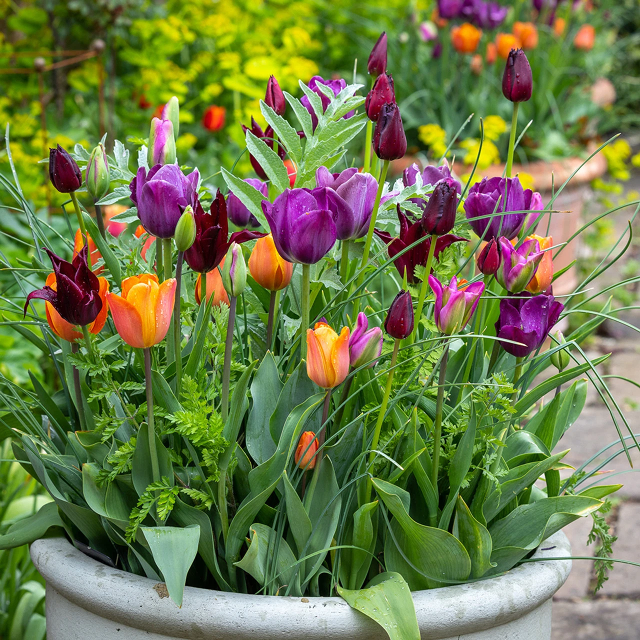 Tulip 'Vincent Van Gogh' - Image 2