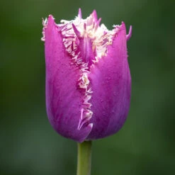 Tulip 'Cummins'