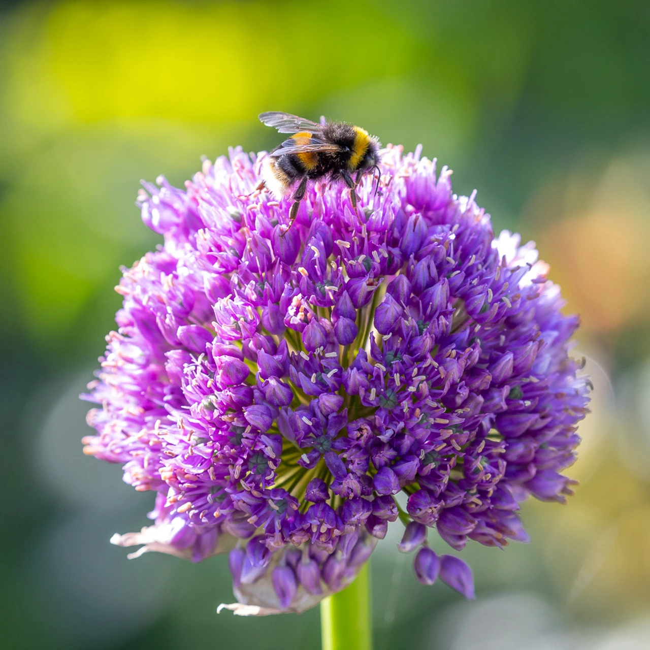 Best For Bees Allium Collection - Image 2