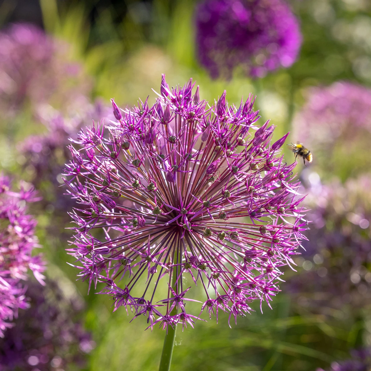 Best For Bees Allium Collection - Image 3