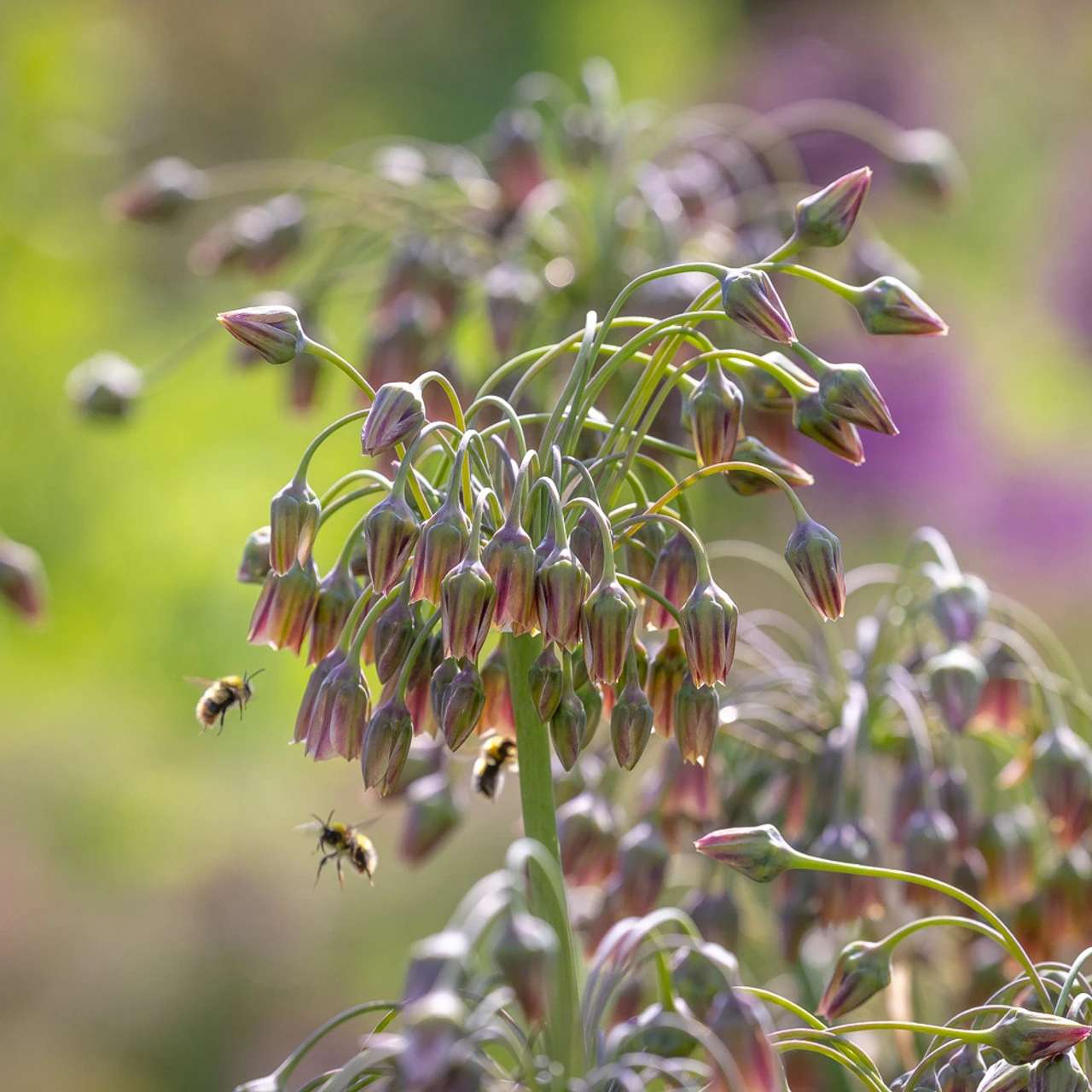 Best For Bees Allium Collection - Image 4