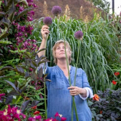 Allium Stipitatum 'Summer Drummer'