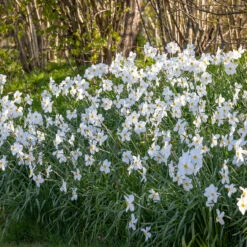 Perch Hill Drive Narcissus Collection