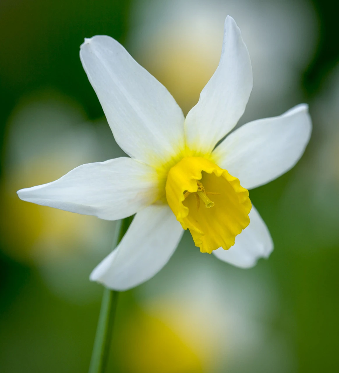 Perch Hill Drive Narcissus Collection - Image 3