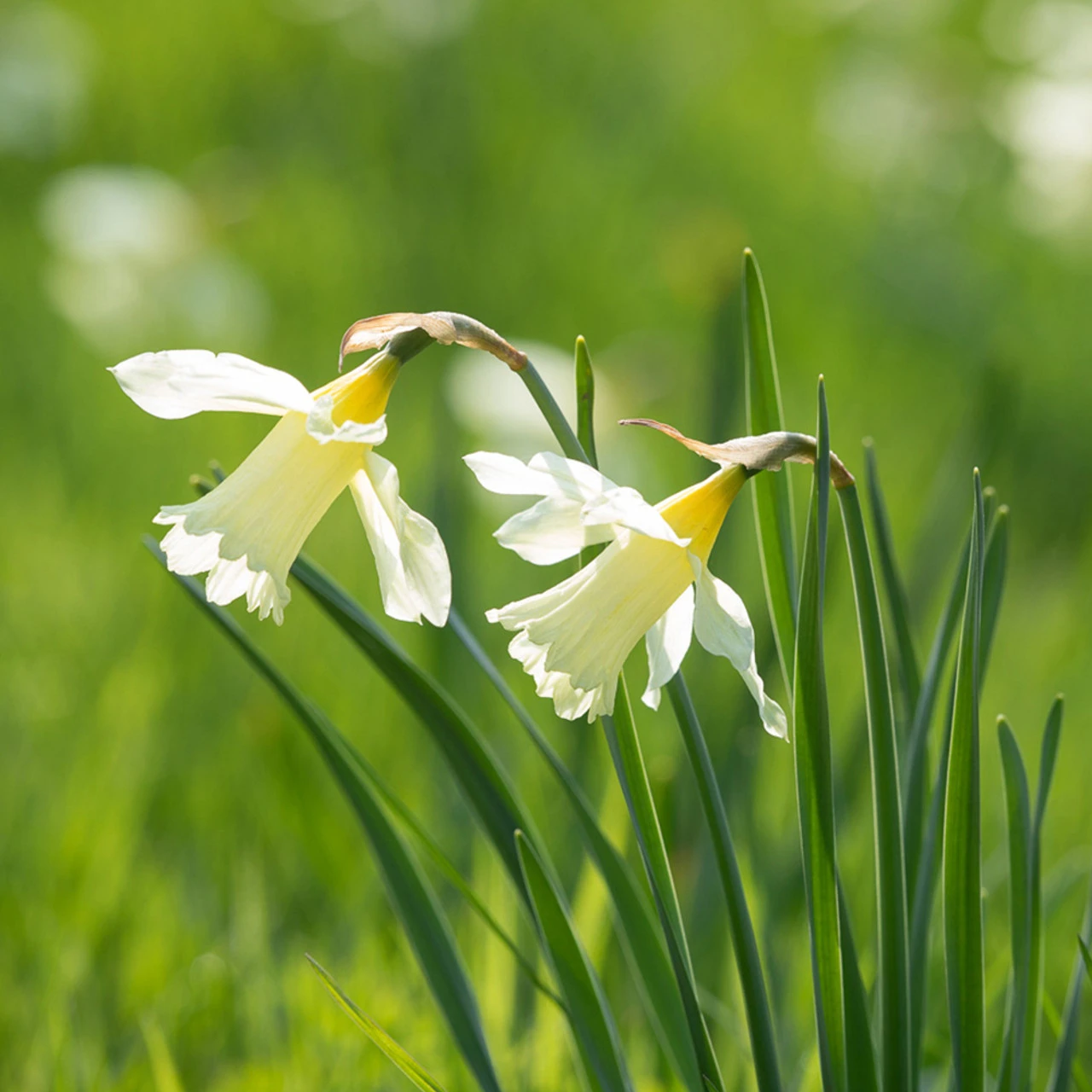 Perch Hill Drive Narcissus Collection - Image 5